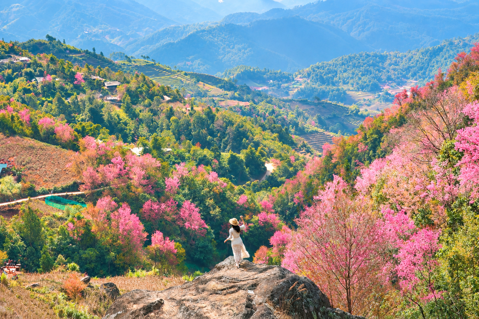 tour-mu-cang-chai-mua_hoa_to_day1