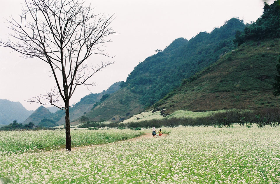 Mãn nhãn với cánh đồng hoa cải Bản Lùn nở trắng trời Mộc Châu - Vietmountain Travel 2