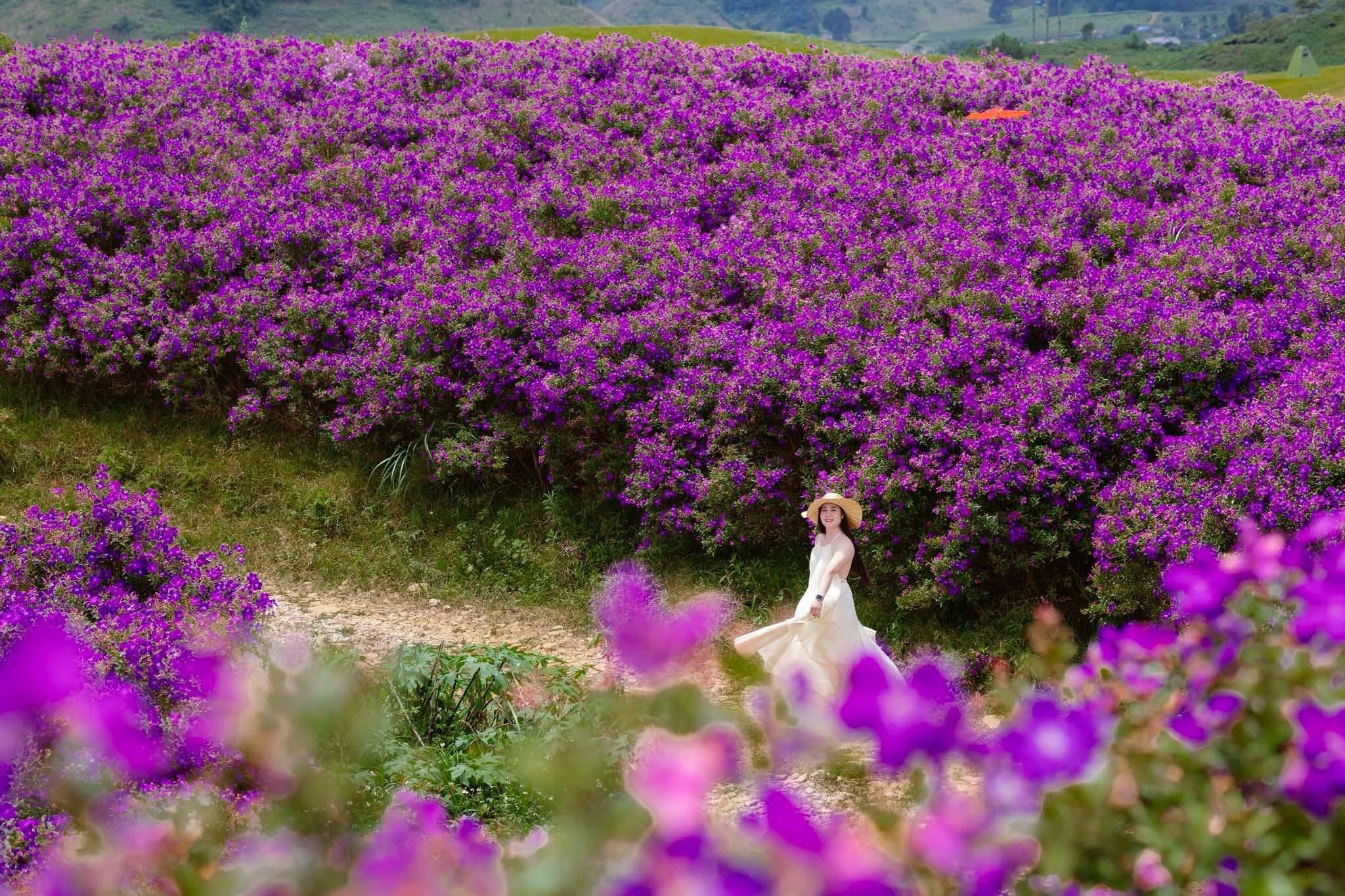 tour_moc_chau_vietmountain_travel