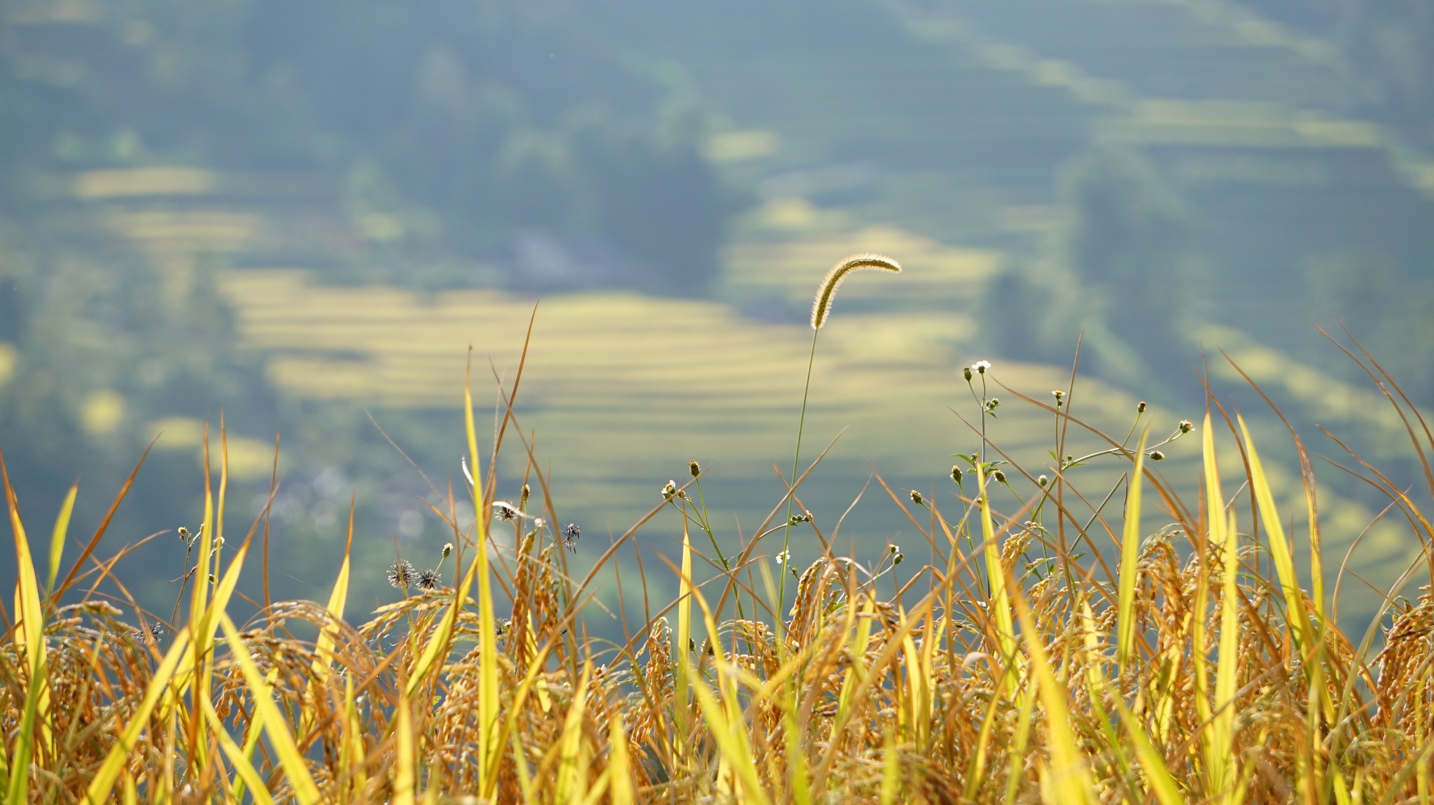 hoang-su-phi-ha-giang-vietmountain-travel-2