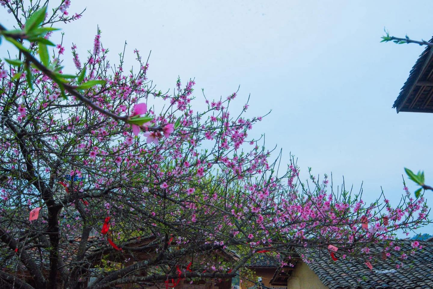 hoa-dao-ha-giang