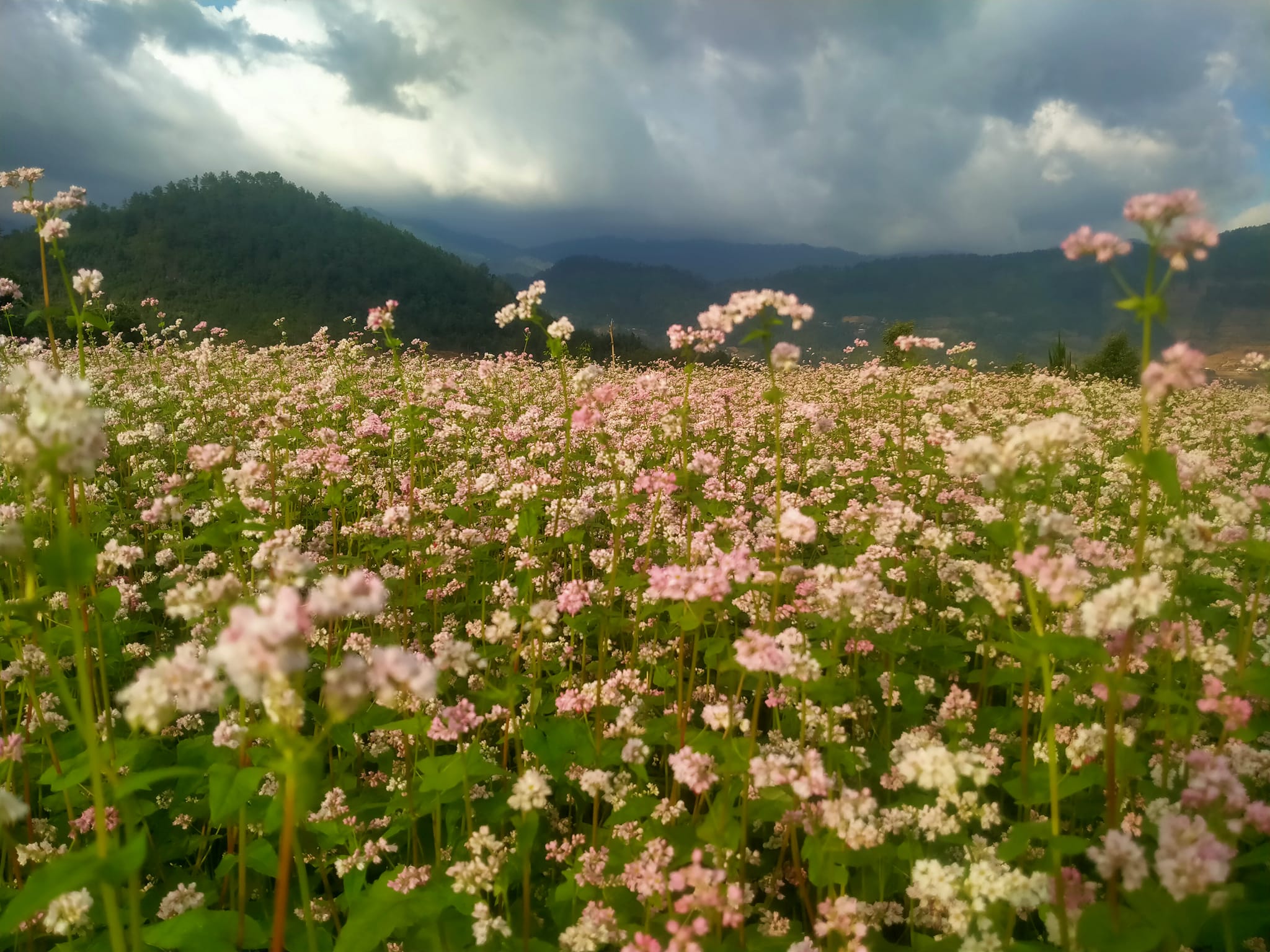 mu-cang-chai-2-9-vietmountain-travel9