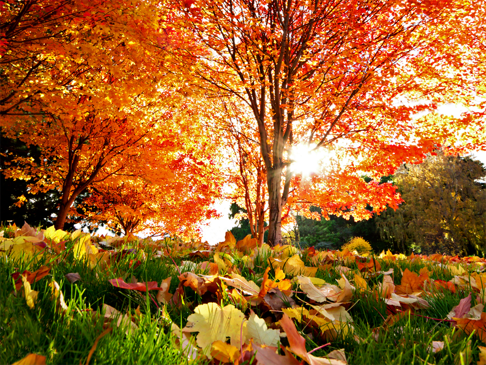 Ngỡ ngàng vẻ đẹp Hàn Quốc vào mùa thu lá đó 3